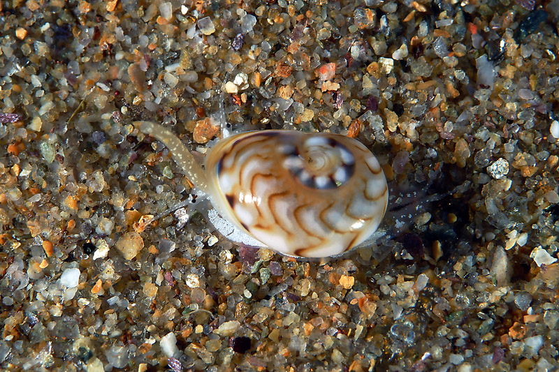 Cyclope pellucida